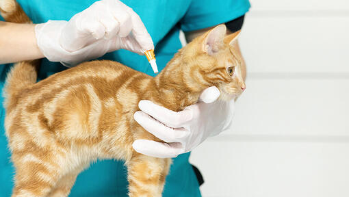 Preventative flea clearance treatment for cats